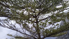 Terminalia mantaly 'triciolor'