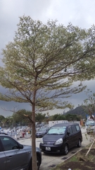 Terminalia mantaly 'triciolor'