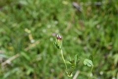 Trifolium variegatum geminiflorum