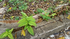 Paederia foetida