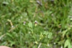 Trifolium variegatum geminiflorum