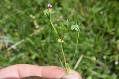 Trifolium variegatum geminiflorum