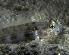 Gnatholepis cauerensis
