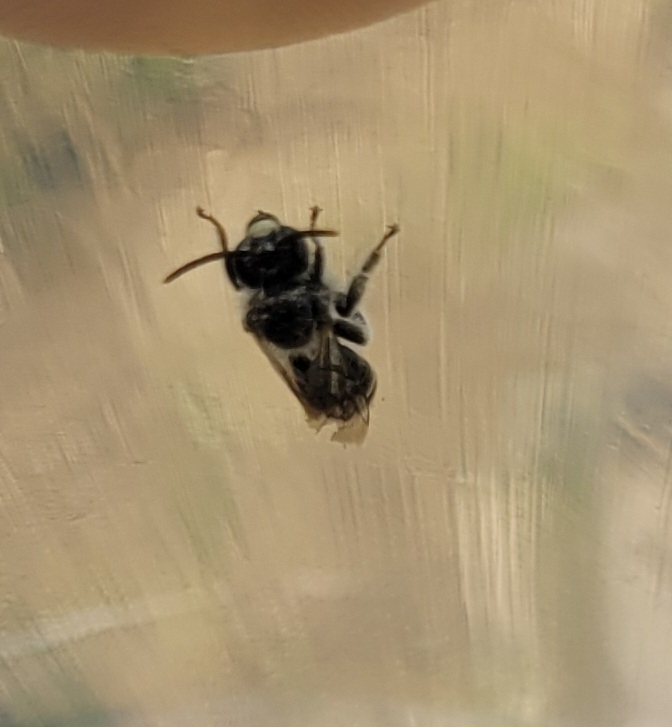 Dark-legged Yellow Loosestrife Bee