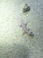 Phyllodactylus nocticolus