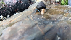 Calcinus elegans