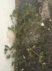 Portulaca oleracea