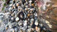 Calcinus elegans