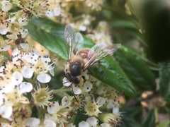 Apis mellifera