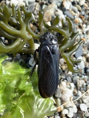 Panesthiinae