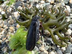 Panesthiinae