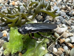 Panesthiinae