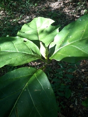 Grevea madagascariensis