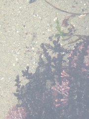 Oligocottus maculosus