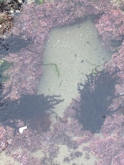 Oligocottus maculosus