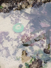 Oligocottus maculosus