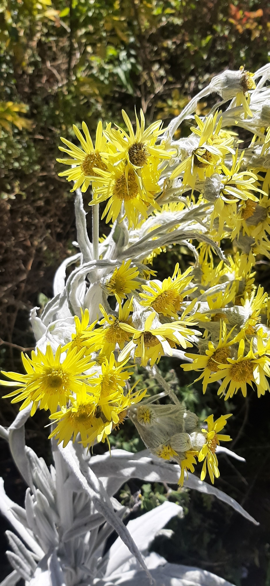 Senecio niveoaureus image