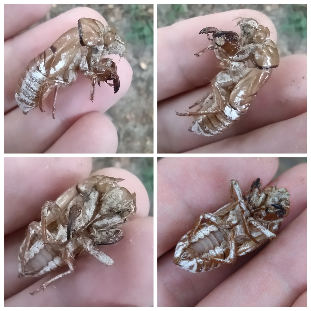 Tibicina steveni