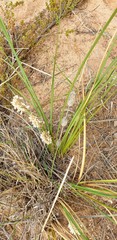 Lomandra leucocephala