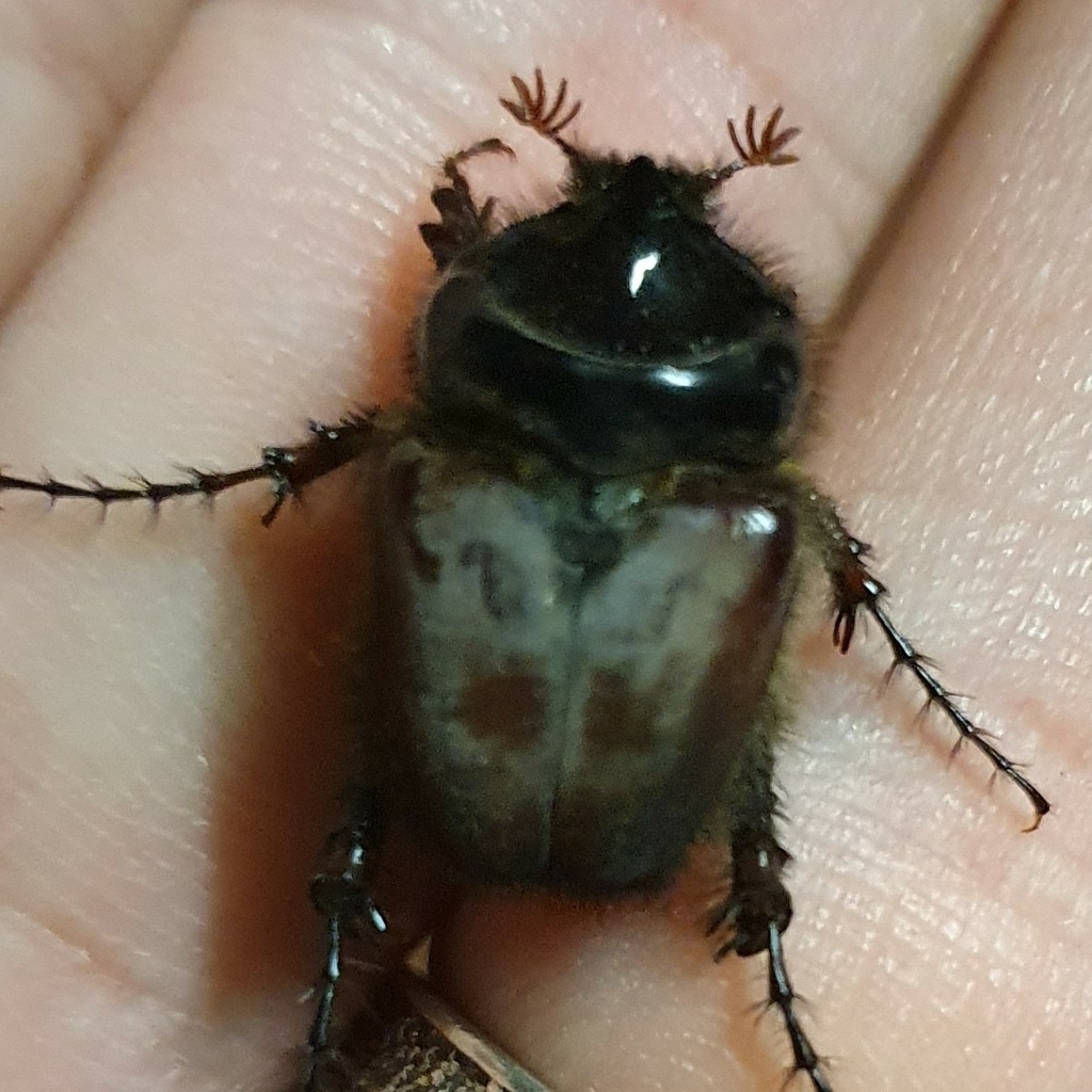Pachypus candidae