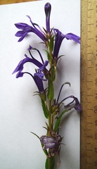 Lobelia sessilifolia