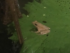 Chalcorana chalconota