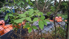 Crateva adansonii trifoliata