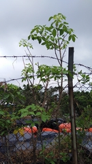 Crateva adansonii trifoliata