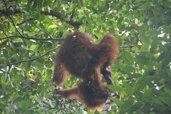 Pongo pygmaeus
