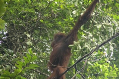 Pongo pygmaeus