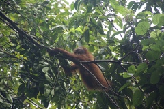 Pongo pygmaeus