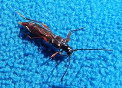 Necydalis laevicollis