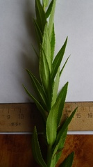 Lobelia sessilifolia