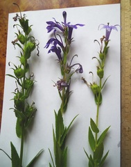 Lobelia sessilifolia