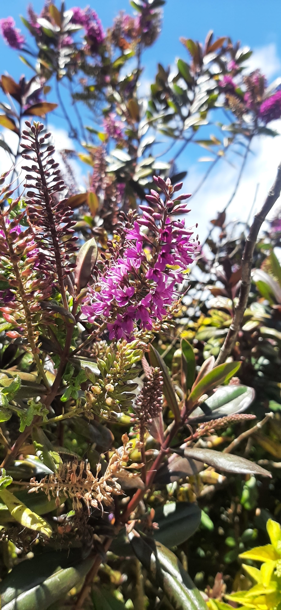 Veronica speciosa image