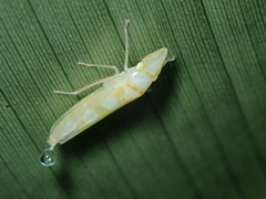 Platygonia spatulata