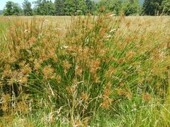 Juncus effusus effusus