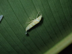 Platygonia spatulata
