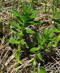 Lobelia sessilifolia