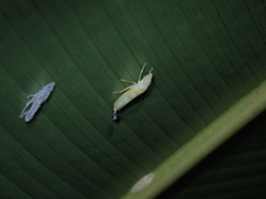 Platygonia spatulata