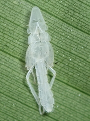 Platygonia spatulata