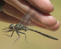 Somatochlora williamsoni