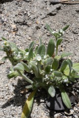 Cryptantha muricata