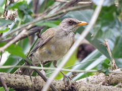 Turdus rufopalliatus graysoni