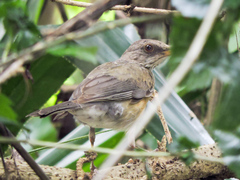 Turdus rufopalliatus graysoni