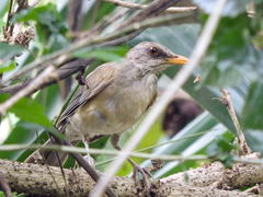 Turdus rufopalliatus graysoni