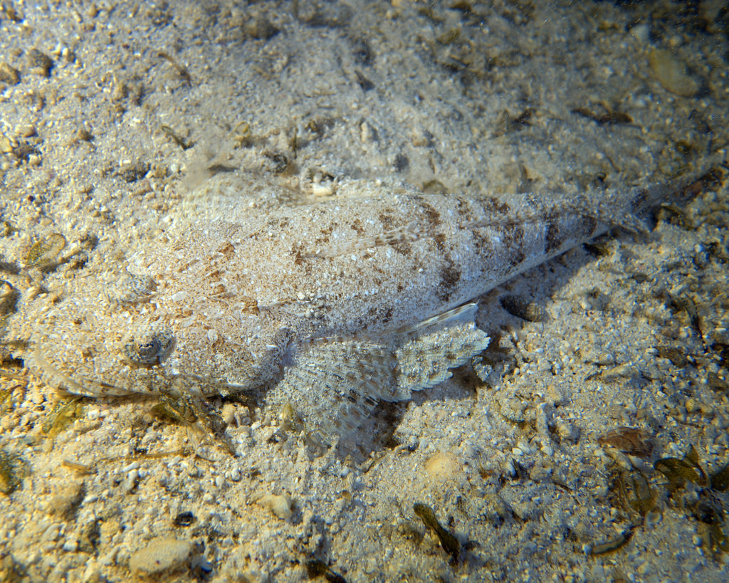 Flatheads (Sunagocia otaitensis) — Platycephalidae