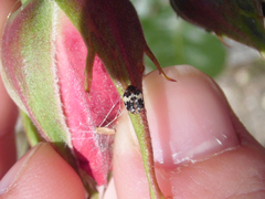 Anthrenus pimpinellae