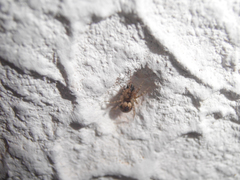 Oecobius maculatus