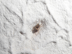 Oecobius maculatus
